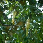 حکایت درختی در تایلند که میوه‌اش به هیکل آدم است