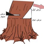 روشهای صحیح بریدن درخت