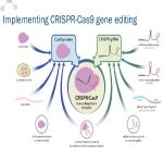 روش CRISPR/CAS 9 و خلق جنگجویان شکست‌ناپذیر